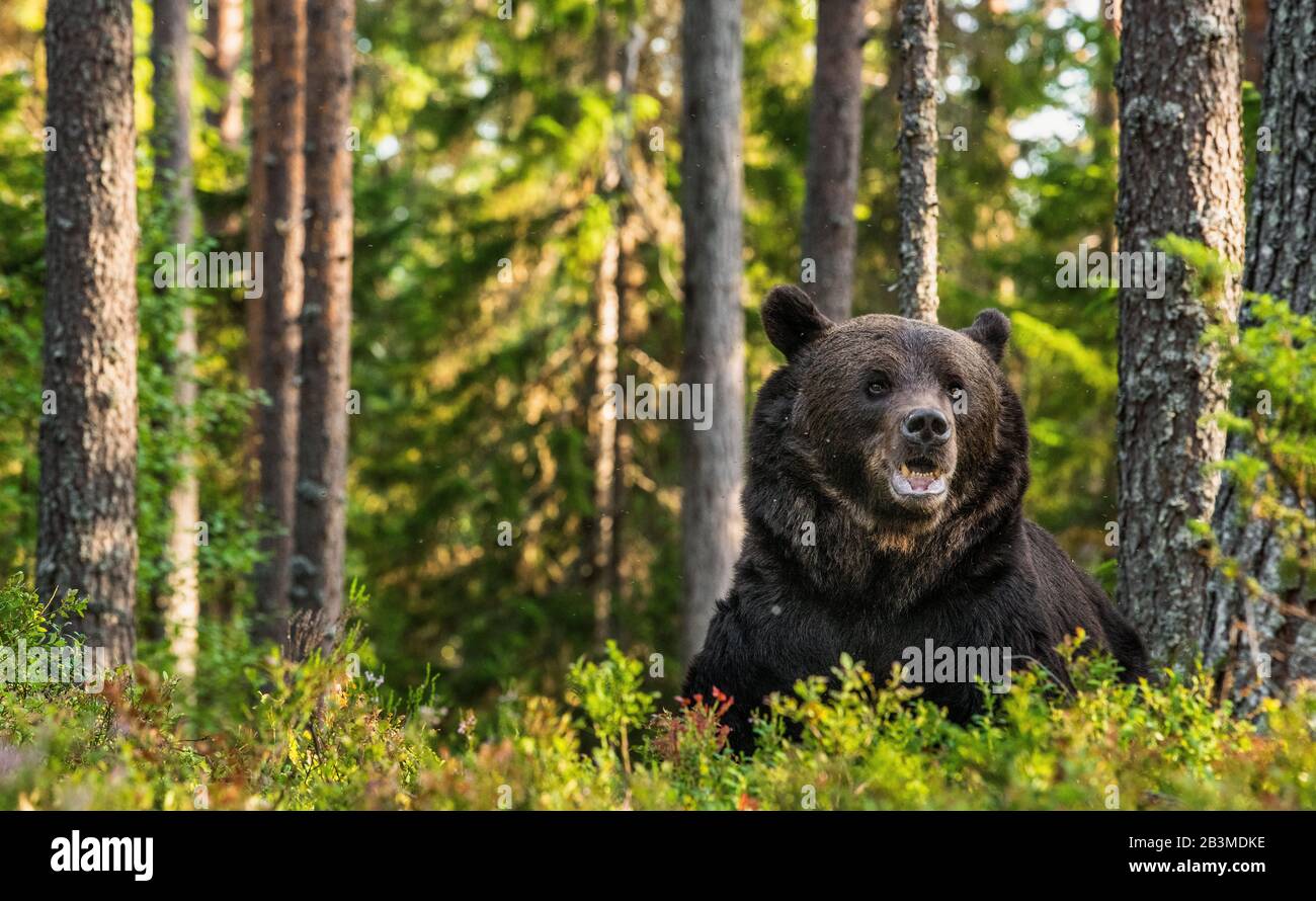 Gros portrait d'un mâle adulte d'ours brun à la lumière du coucher du soleil. Fond naturel vert. Saison estivale. Habitat naturel. Banque D'Images