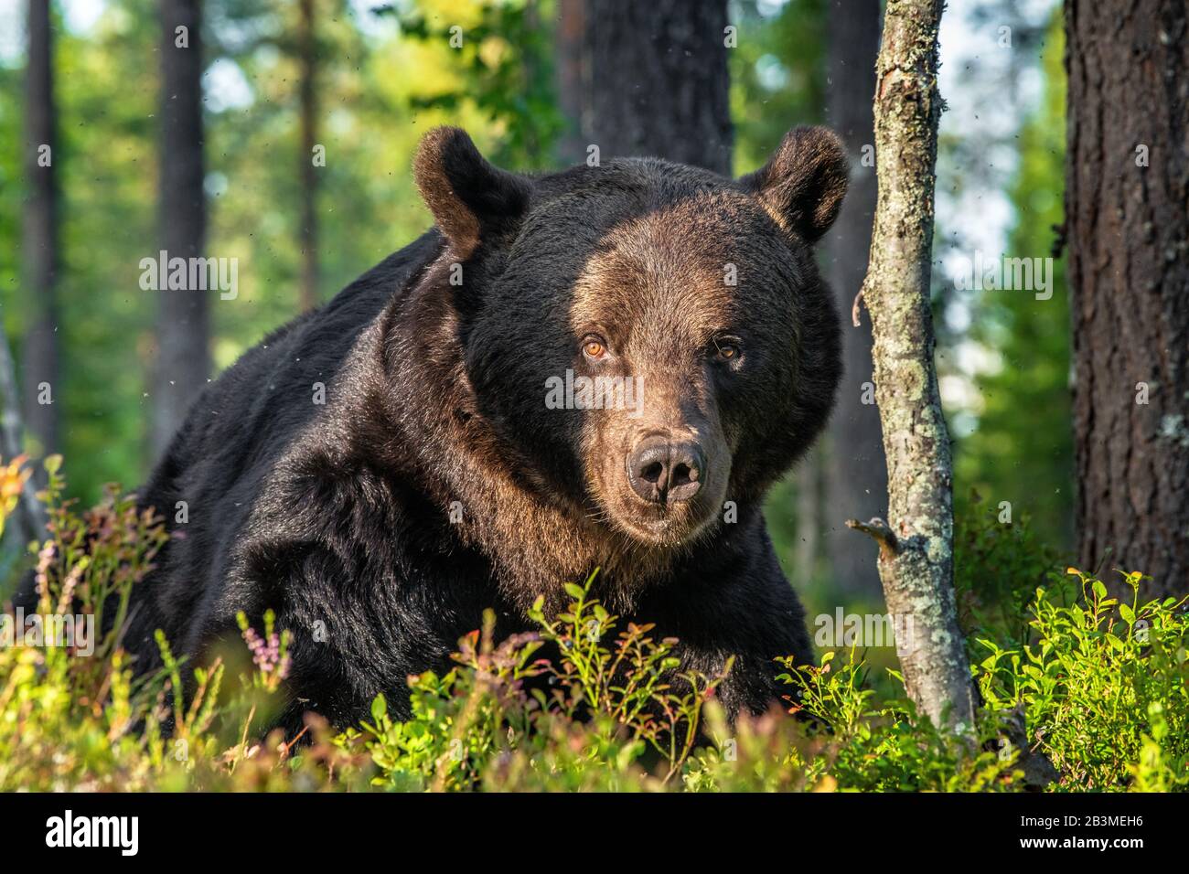 Gros portrait d'un mâle adulte d'ours brun à la lumière du coucher du soleil. Vue de face. Fond naturel vert. Saison estivale. Habitat naturel. Banque D'Images