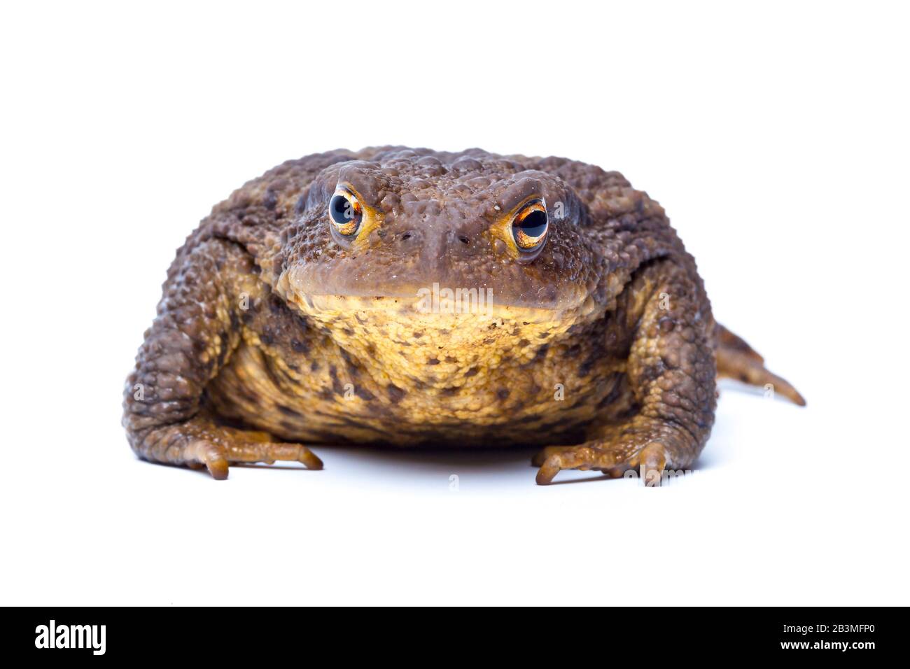 Toad Commun Européen, Bufo Bufo Banque D'Images