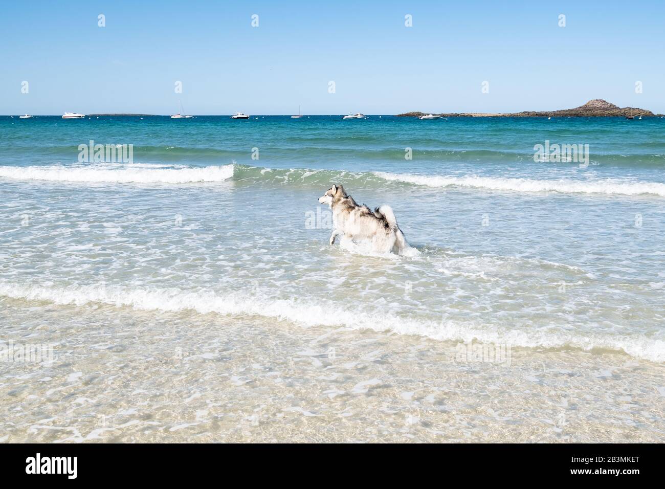 Malamute ou chien Husky jouant dans les vagues d'une grande plage en Bretagne en été Banque D'Images