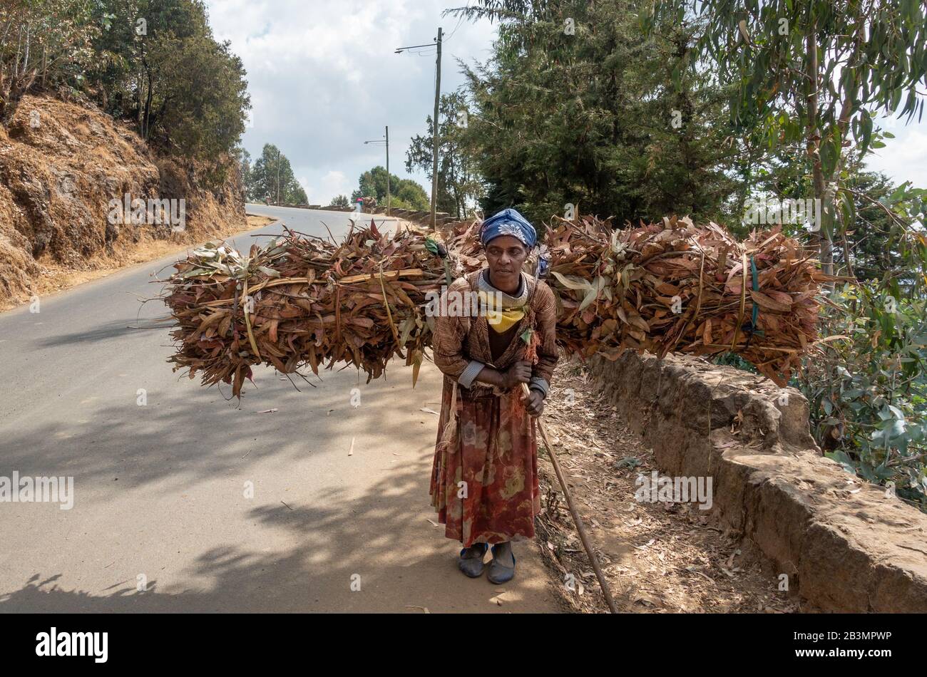 Les femmes qui font le travail acharné à Addis-Abeba, en Ethiopie, transportant du bois de chauffage sur le marché Banque D'Images