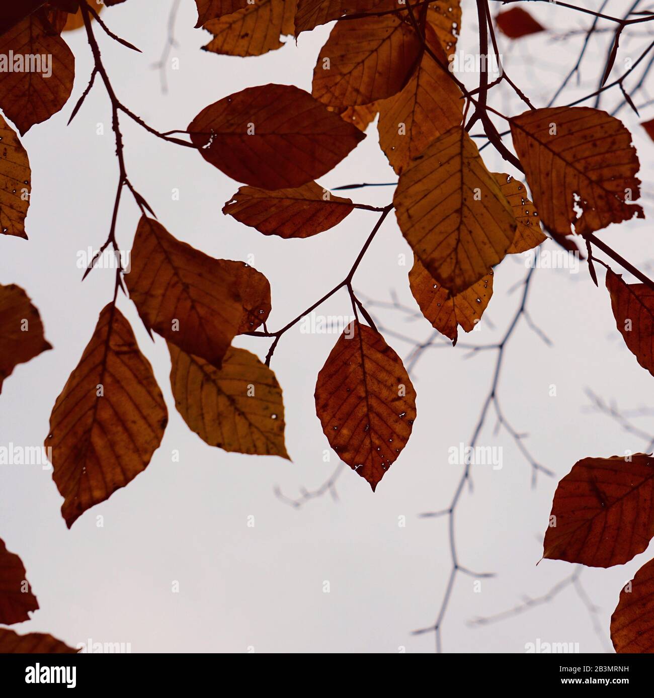 feuilles brunes d'arbre en automne Banque D'Images