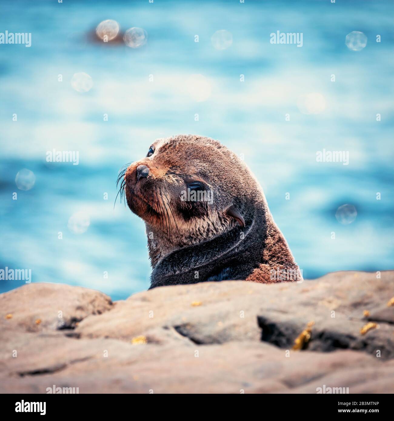 Une faible profondeur de champ d'un jeune phoque à fourrure du cap regardant sur son épaule à la caméra le soleil reflète hors de la mer de mise au point derrière Banque D'Images