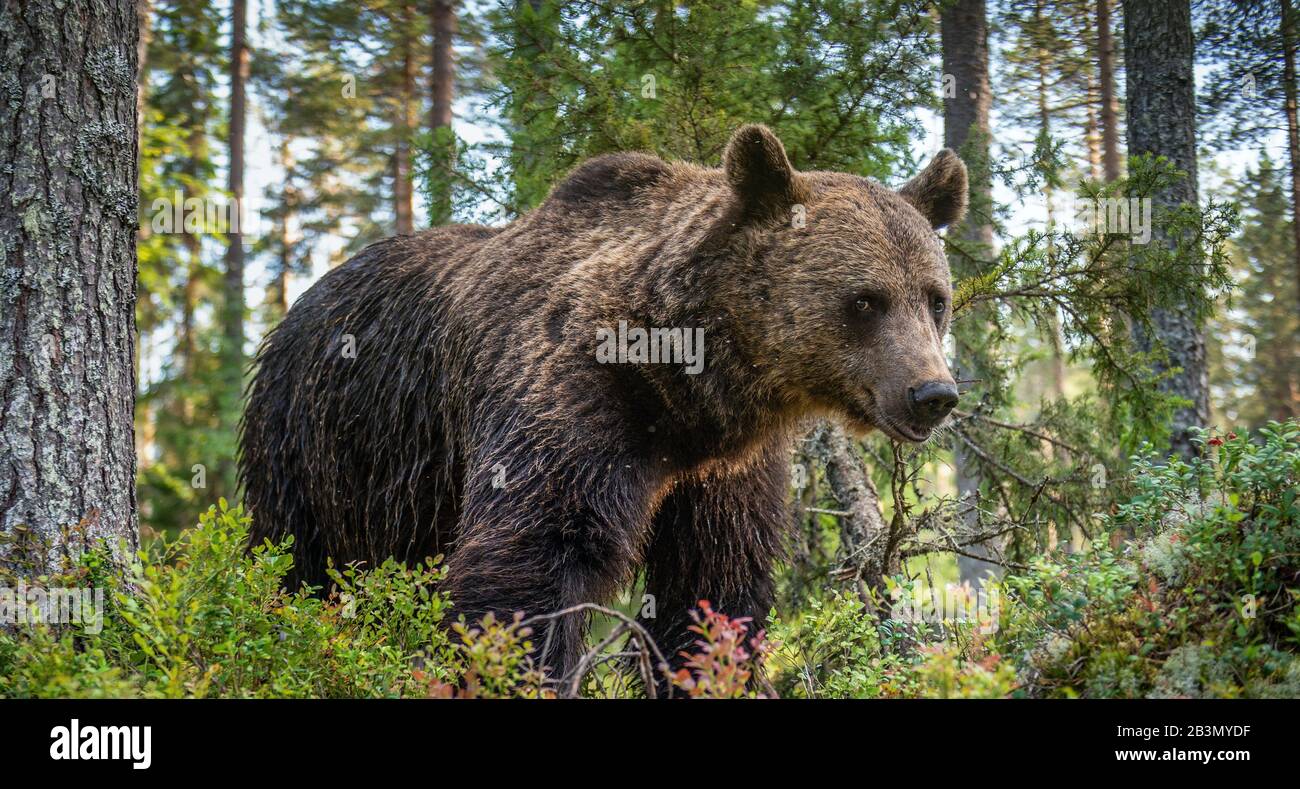 Homme adulte d'ours brun dans la forêt d'automne. Habitat naturel. Forêt de pins Banque D'Images