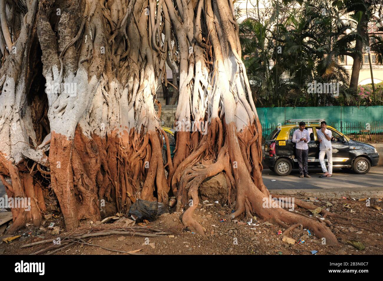 Le tronc d'un arbre Banyan (Ficus benghalensis), ou Bargad en hindi, un grand figuier, un taxi Mumbai noir-jaune typique dans le b/g; Mumbai, Inde Banque D'Images