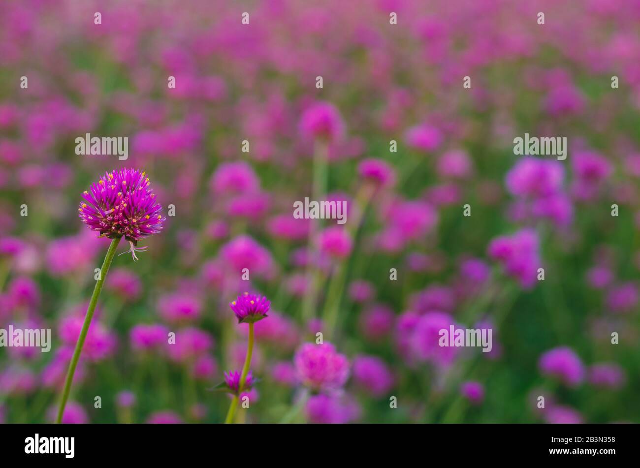 Couleur rose Globe amarante fleur avec fond flou coloré. Banque D'Images