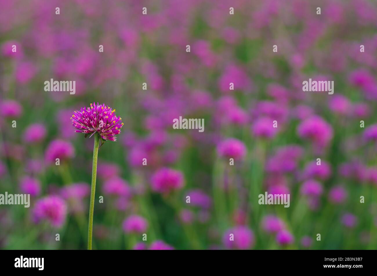 Couleur rose Globe amarante fleur avec fond flou coloré. Banque D'Images
