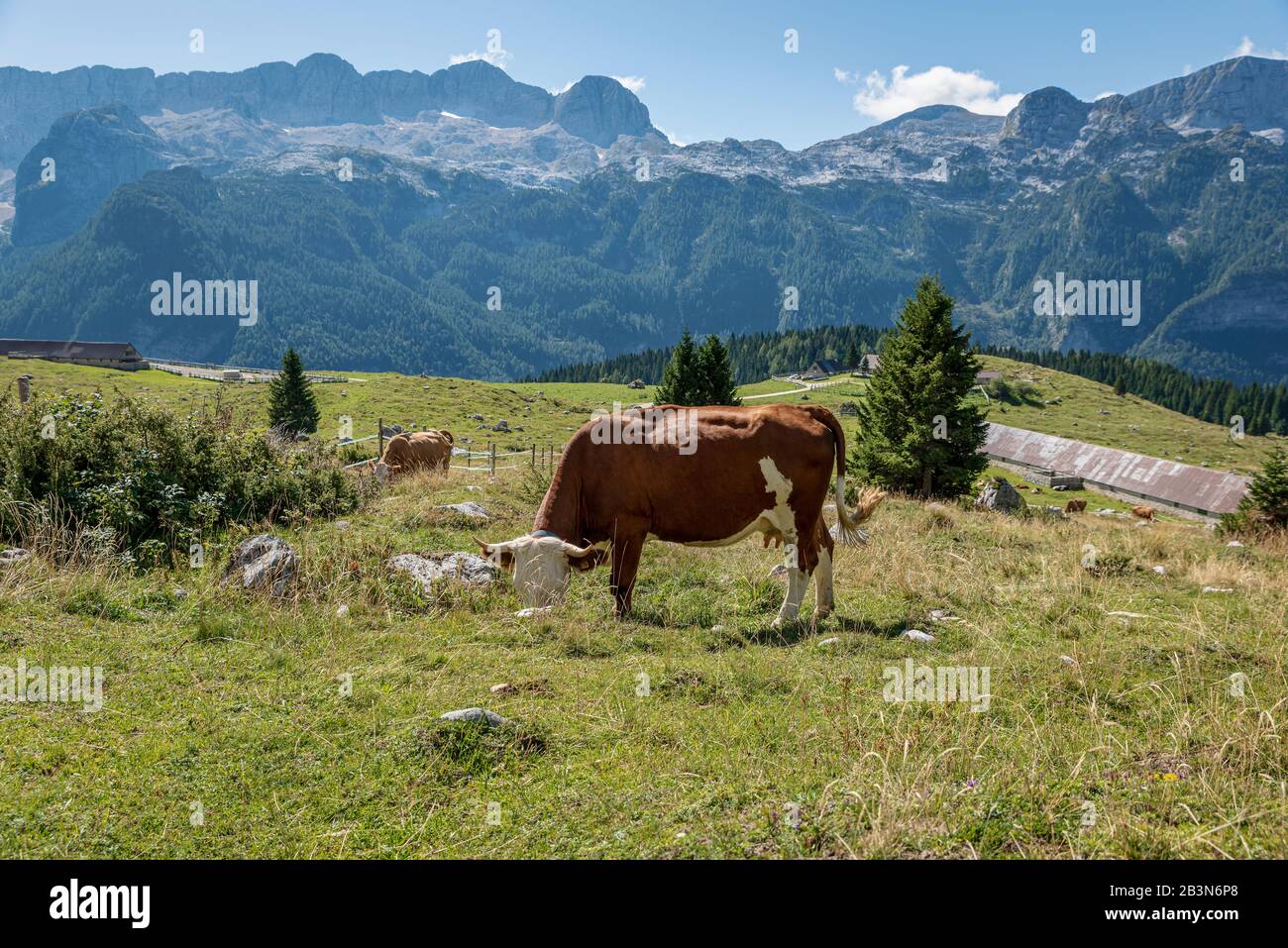 L'herbe de pâturage de vache dans la reproduction à aire libre, sur le plateau de Montasio. Le massif du Kanin en arrière-plan. Banque D'Images
