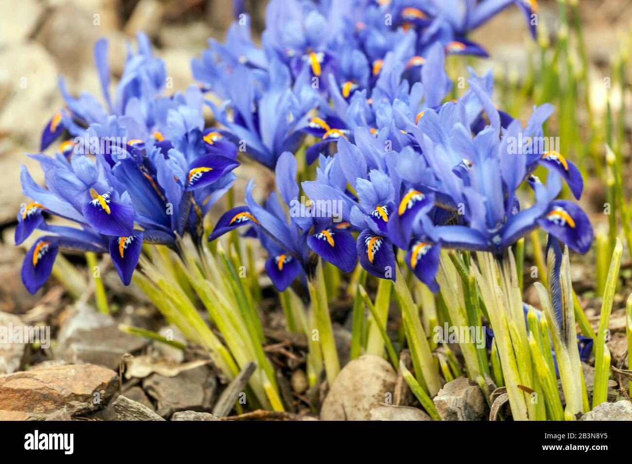 Iris reticulata 'Joyce', Iris reticulata jardin fleurs printanières Banque D'Images