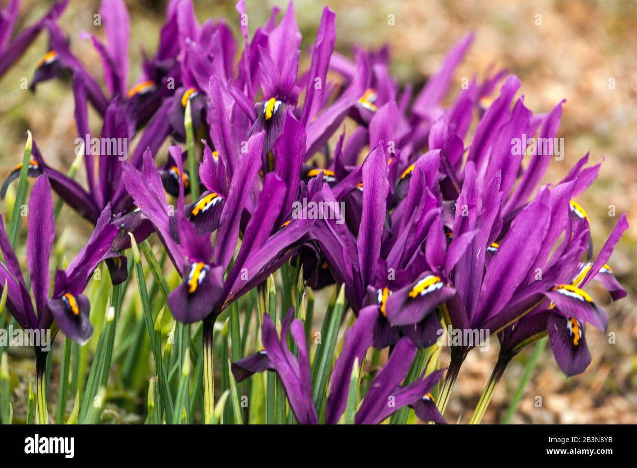 Iris JS Dijt, Iris reticulata Banque D'Images
