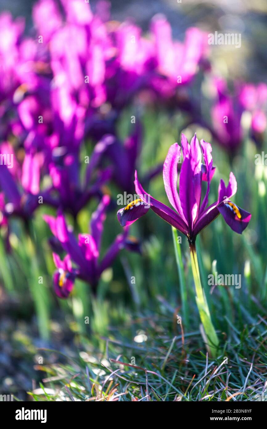 Iris JS Dijt, Iris reticulata Banque D'Images