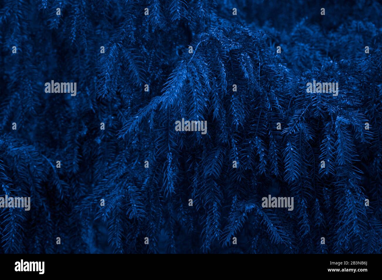 branches d'épinette bleu foncé arrière-plan, macro photo,. Papier peint nature forêt, toile de fond noël Banque D'Images