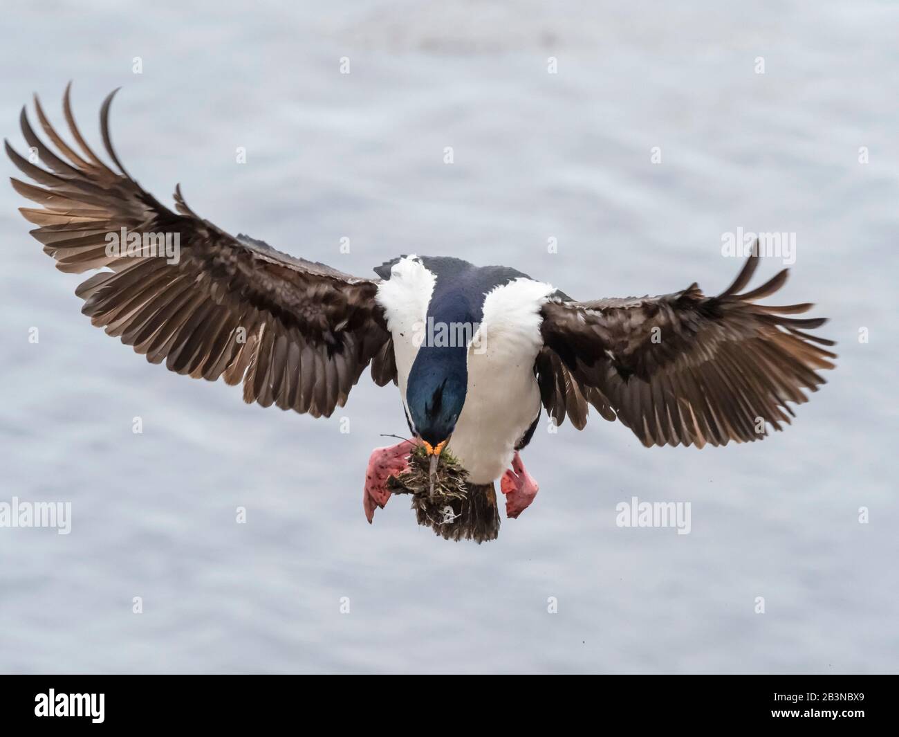 Cormorant impérial adulte (Phalacrocorax atriceps) revenant de la mer avec du matériel de nidification, île Saunders, îles Falkland, Amérique du Sud Banque D'Images