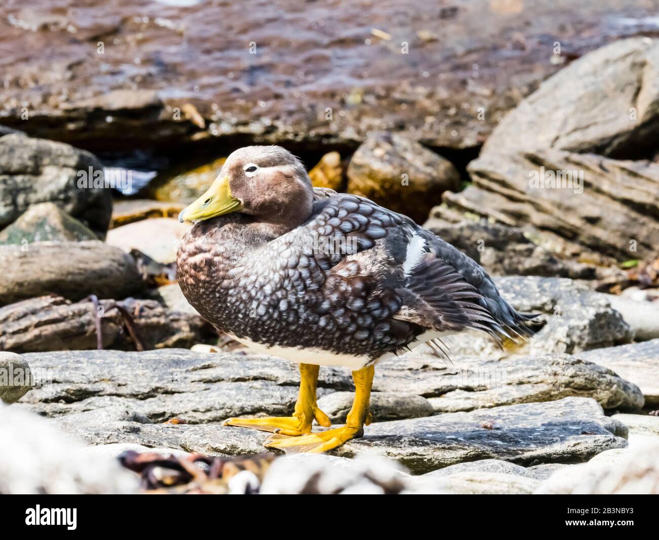 Un canard adulte femelle à vapeur Falkland (Tachyeres brachypterus), sur l'île Carcass, les îles Falkland, en Amérique du Sud Banque D'Images