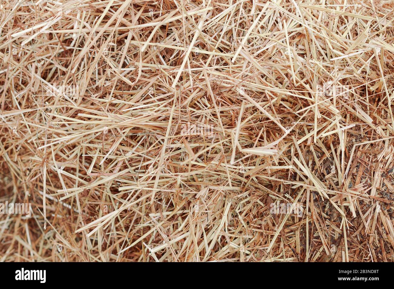 Un tas de foin. Texture de fond de paille de foin Banque D'Images