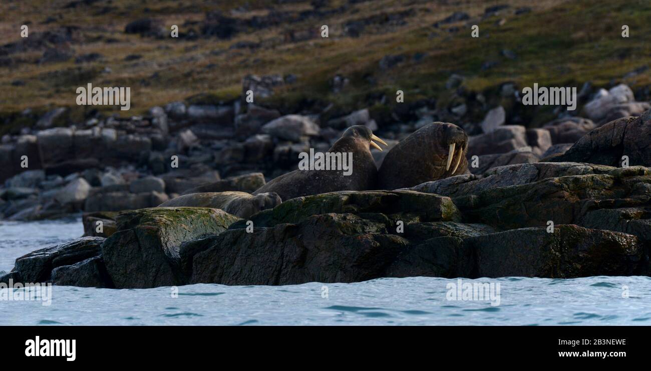 Panorama des morses, du Nunavut et des Territoires du Nord-Ouest, du Canada, de l'Amérique du Nord Banque D'Images