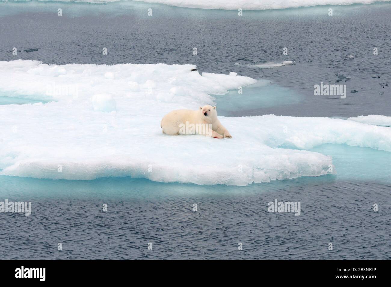 Ours polaire avec visage sanglant sur la glace de mer, Nunavut et Territoires du Nord-Ouest, Canada, Amérique du Nord Banque D'Images