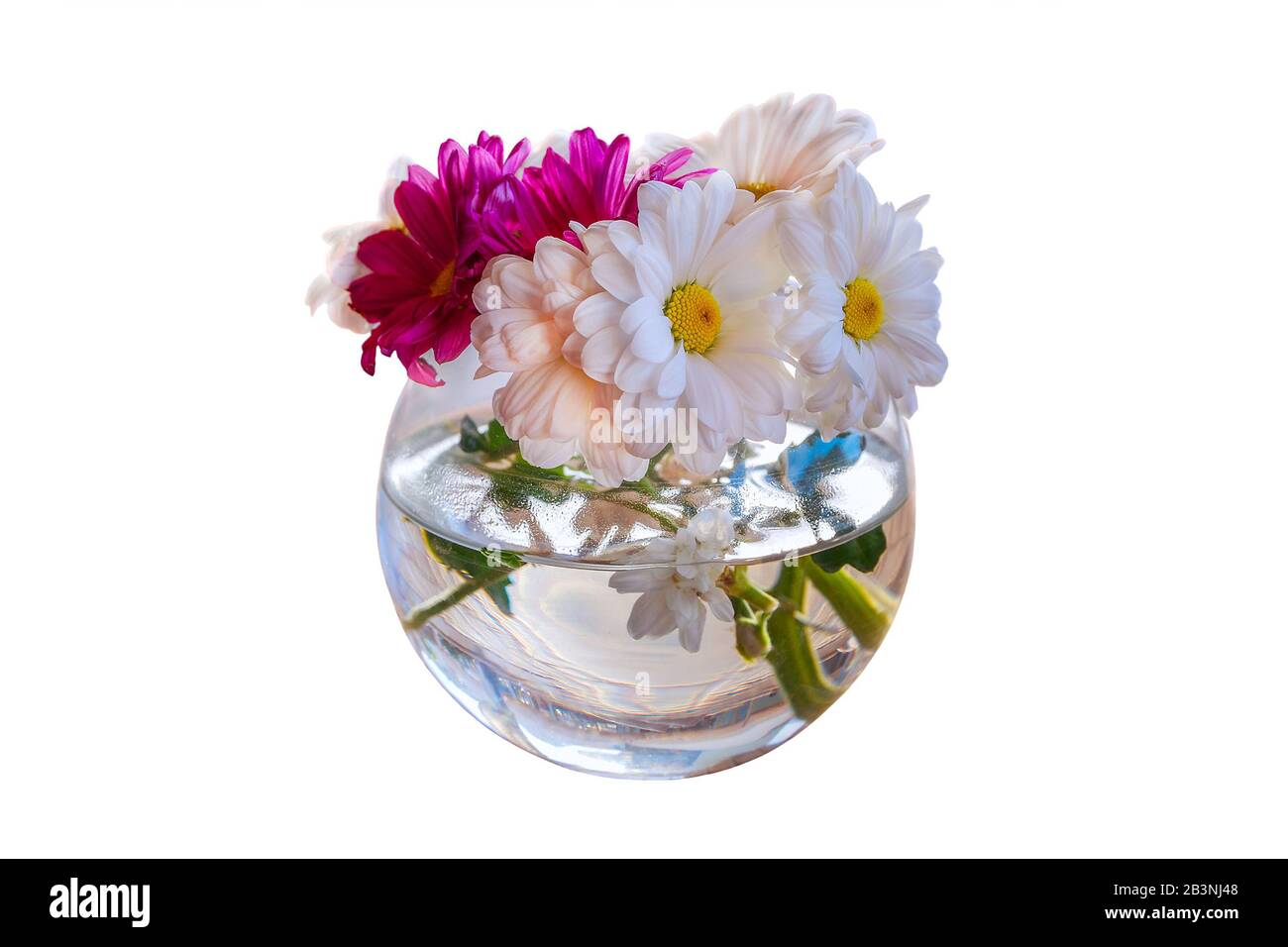 Bouquet de fleurs blanches et roses camomille gerbera dans un vase en verre  isolé sur fond blanc. Faible profondeur. Image aux tons pastel. Message  D'Accueil Photo Stock - Alamy