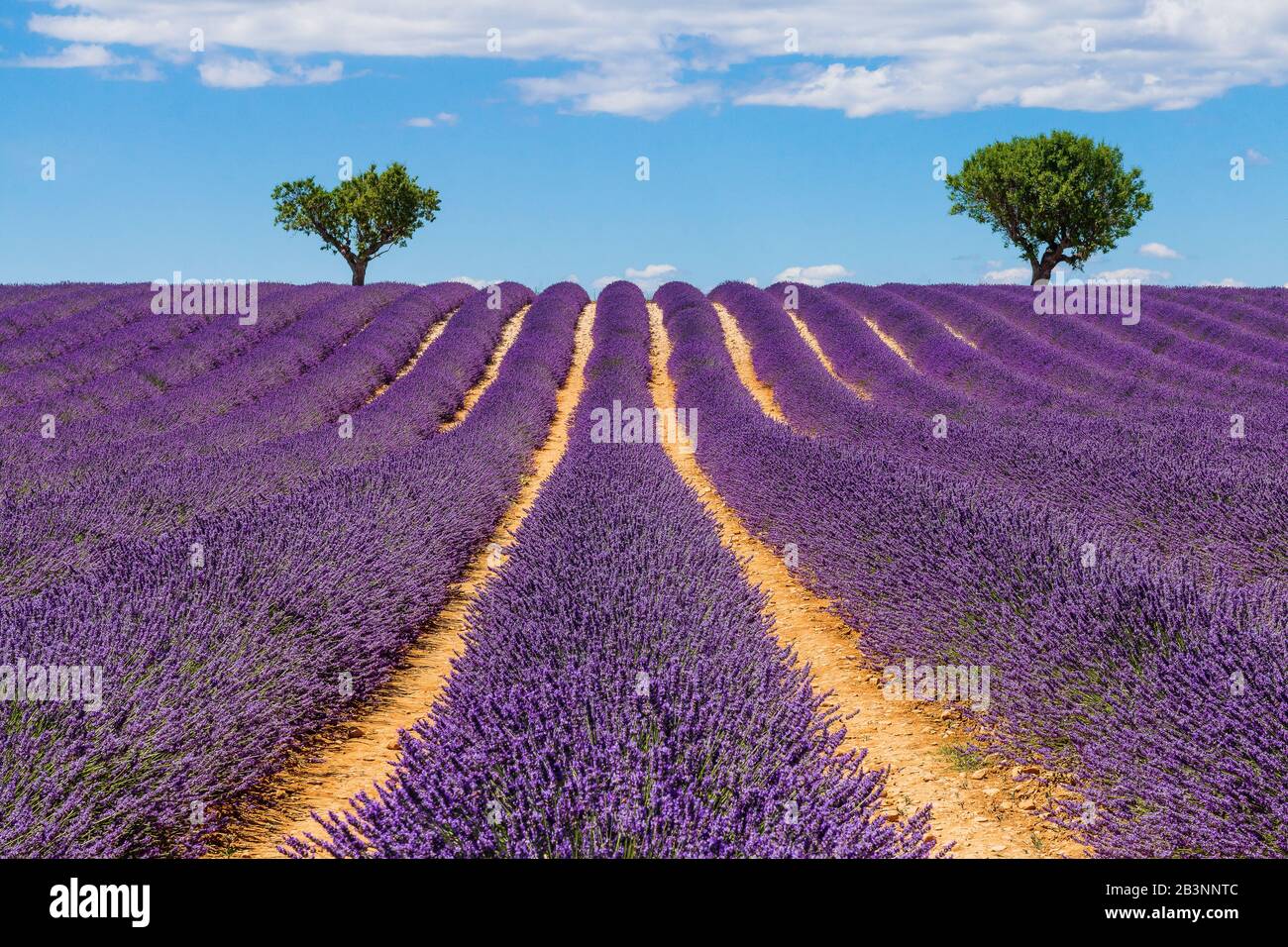 Provence, France. Champs de lavande sur le Plateau de Valensole. Banque D'Images