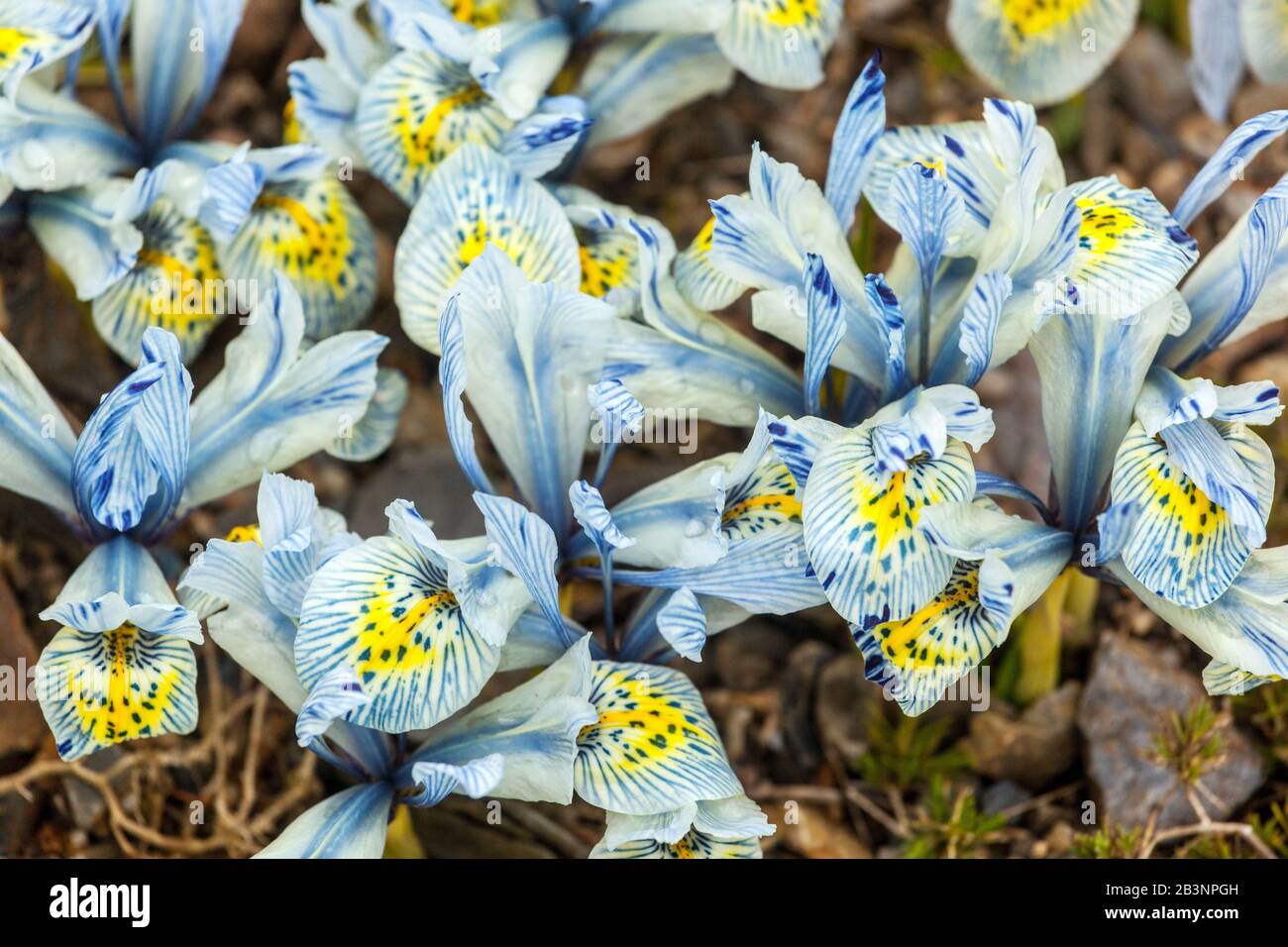 Réticulé Iris 'Katharine Hodgkin' Banque D'Images