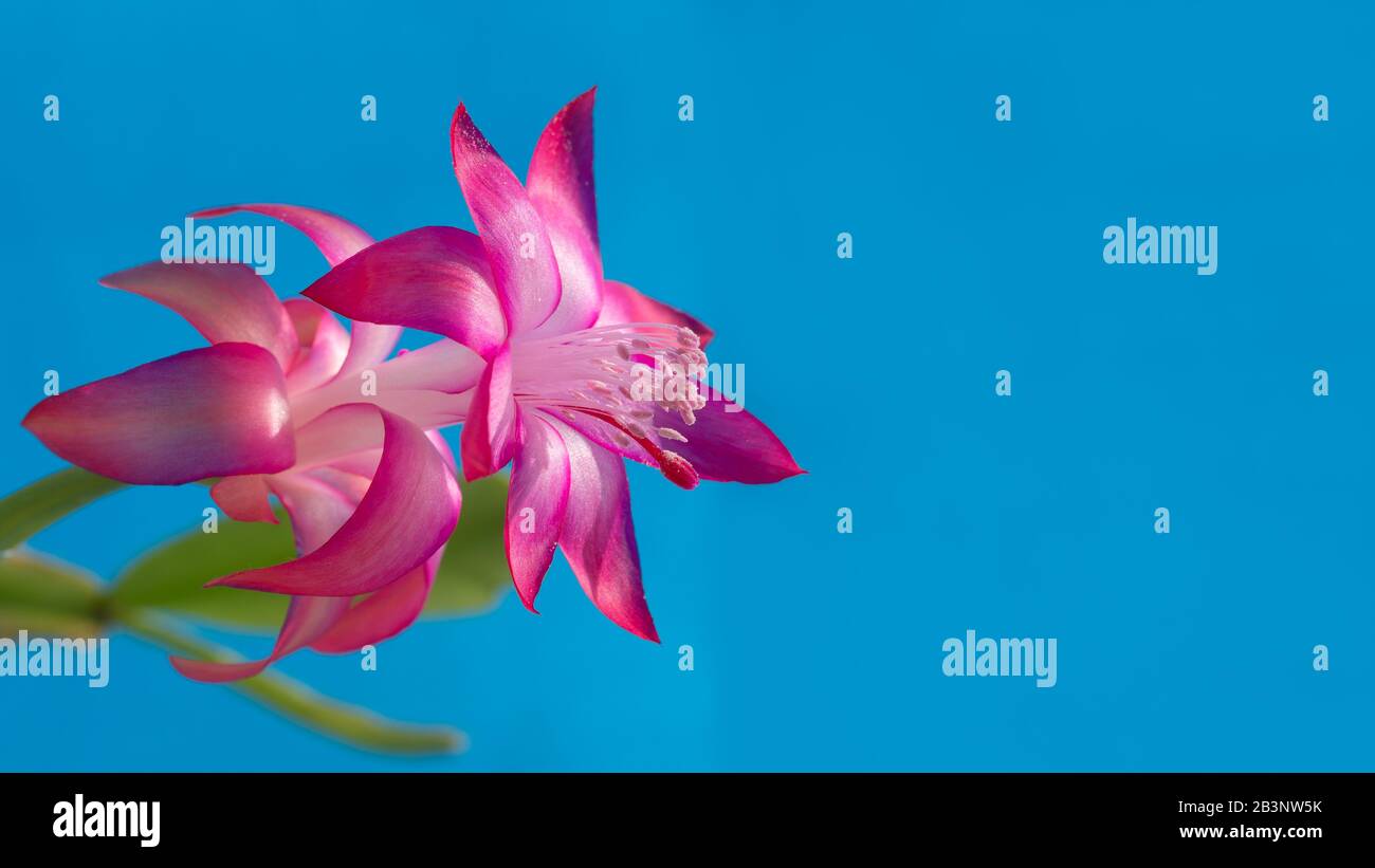 Christmas cactus flower on blue Banque de photographies et d'images à haute  résolution - Alamy