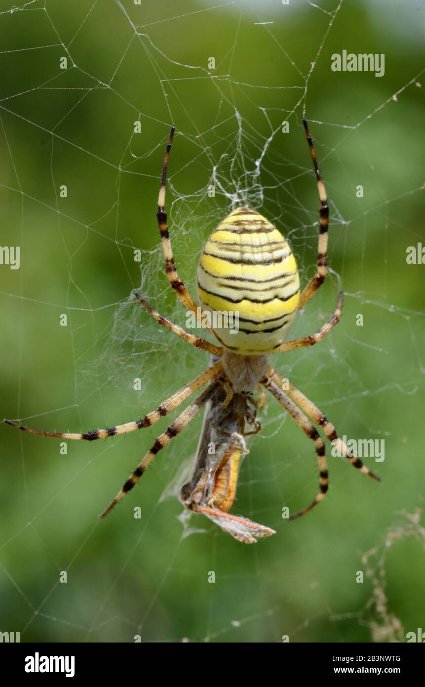 Orb Spider, Orb Web Spider, Orb-Weaver Spider Ou Wasp Spider, Argiope Bruenichi, Femme, Dans Le Web De Spider Manger Prey Banque D'Images