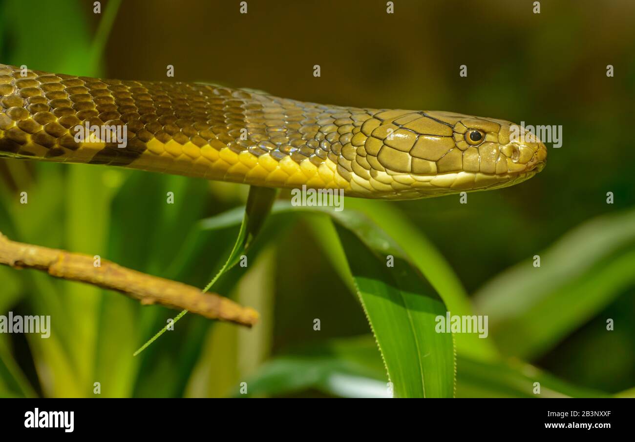 portrait de la tête de serpent dans l'air dans le zoo pilsen Banque D'Images