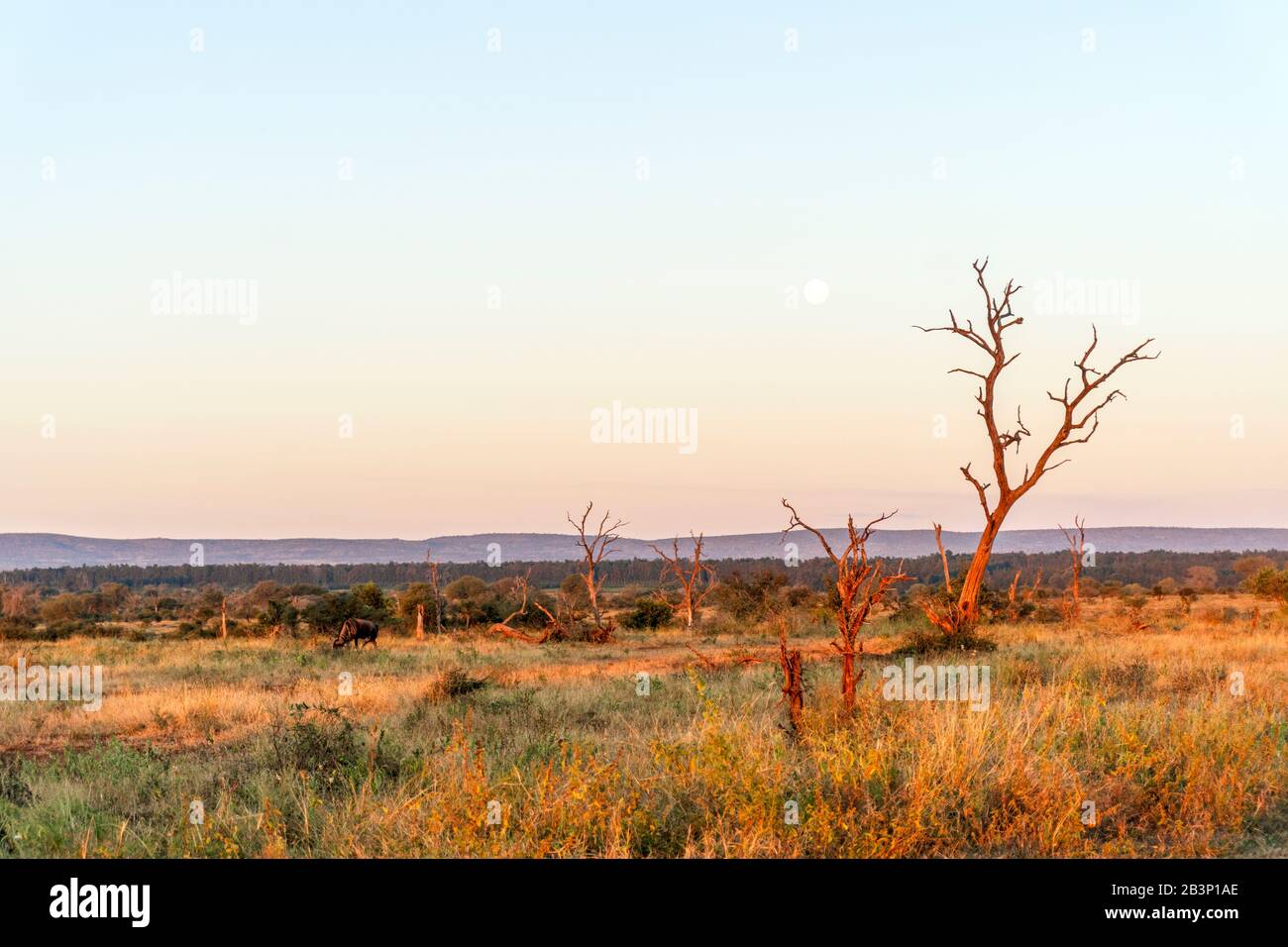 Kruger National Park paysage avec acacia et lune au coucher du soleil, Afrique du Sud Banque D'Images