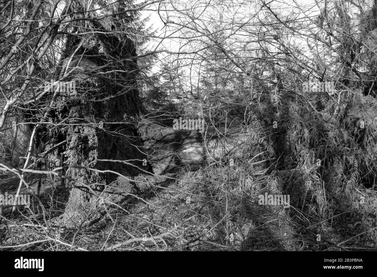 Petit sentier forestier en hiver dans la réserve naturelle Urwald Sababurg à Reinhardswald, photo en noir et blanc Banque D'Images