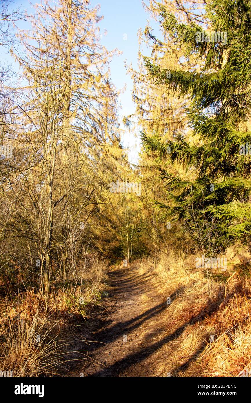 Petit sentier forestier en hiver dans la réserve naturelle Urwald Sababurg à Reinhardswald Banque D'Images