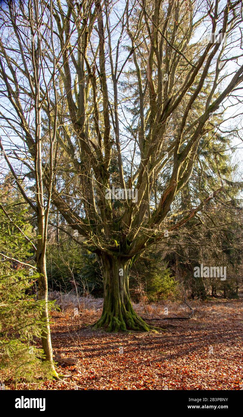 Vieux chêne avec des branches largement répandues dans la réserve naturelle Urwald Sababurg près de Kassel, Allemagne Banque D'Images