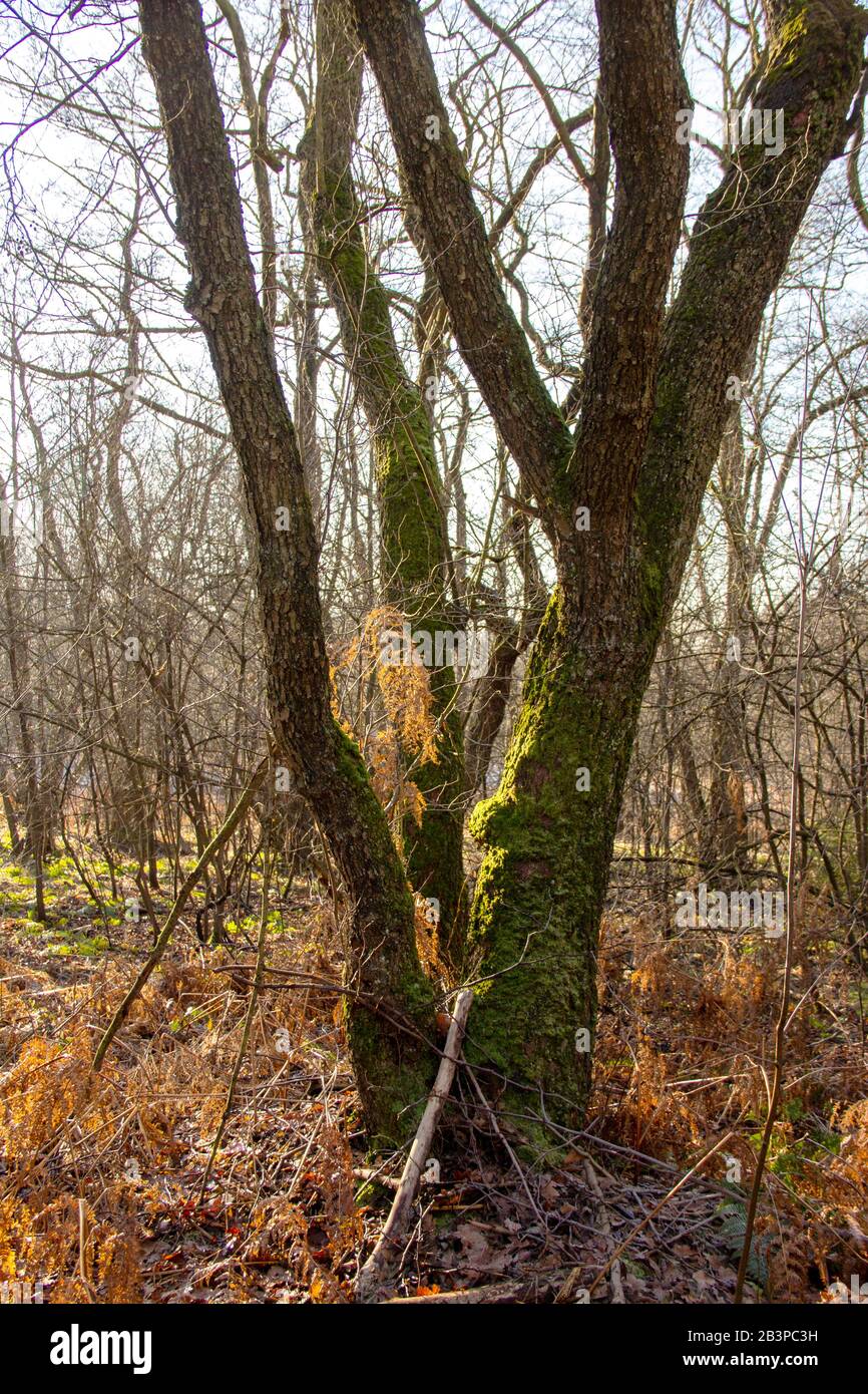 Chêne à trois tiges dans la réserve naturelle Urwald Sababurg près de Kassel Banque D'Images
