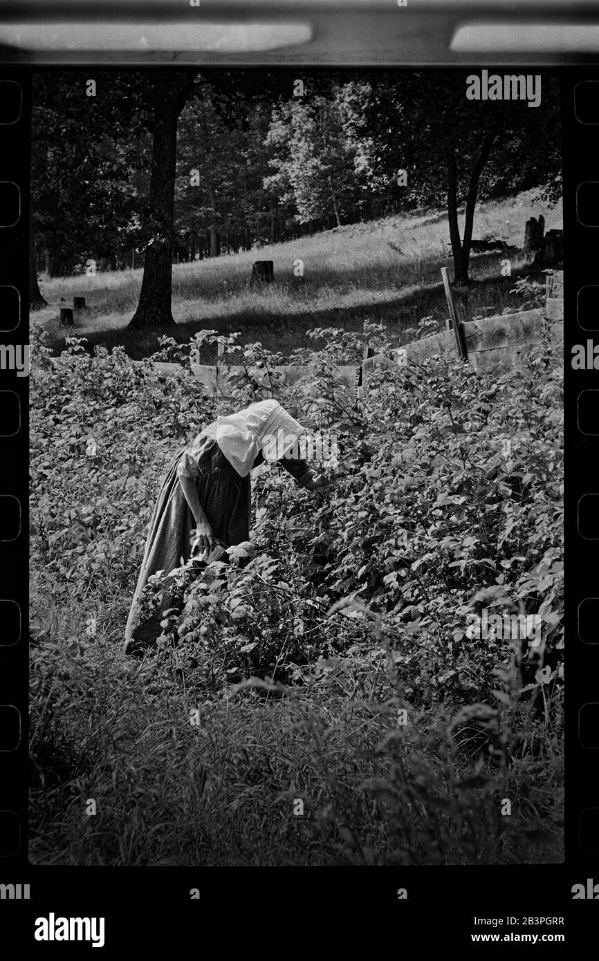 Femme dans des vêtements d'époque du XIXe siècle avec la tête couverte choisit des baies du jardin sur une chaude matinée ensoleillée. Banque D'Images
