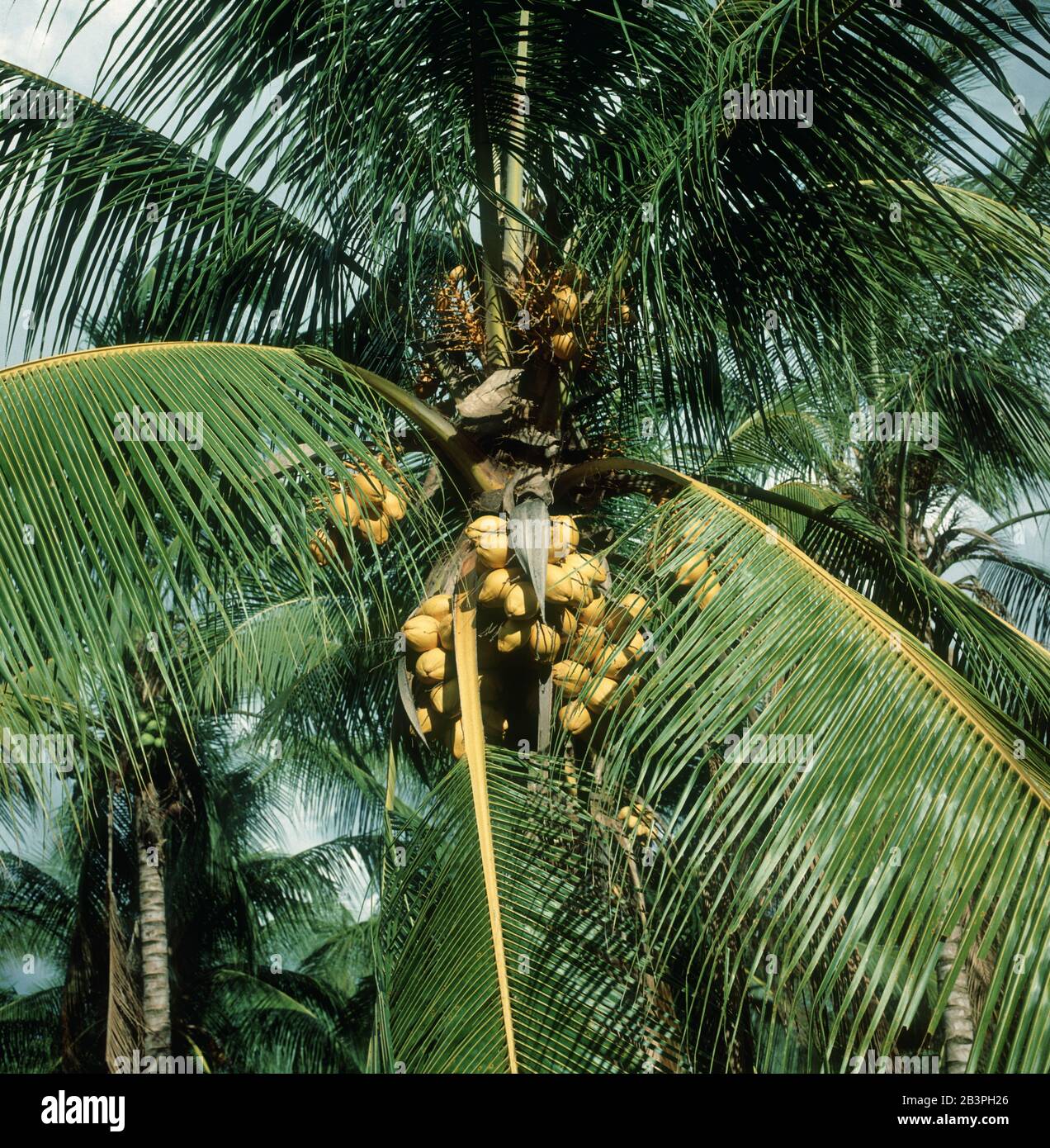 Noix de coco mûres sur un cotier hybride nain à forte fructification (Cocos nucifera) palmier sur Mindanao, aux Philippines, février, Banque D'Images