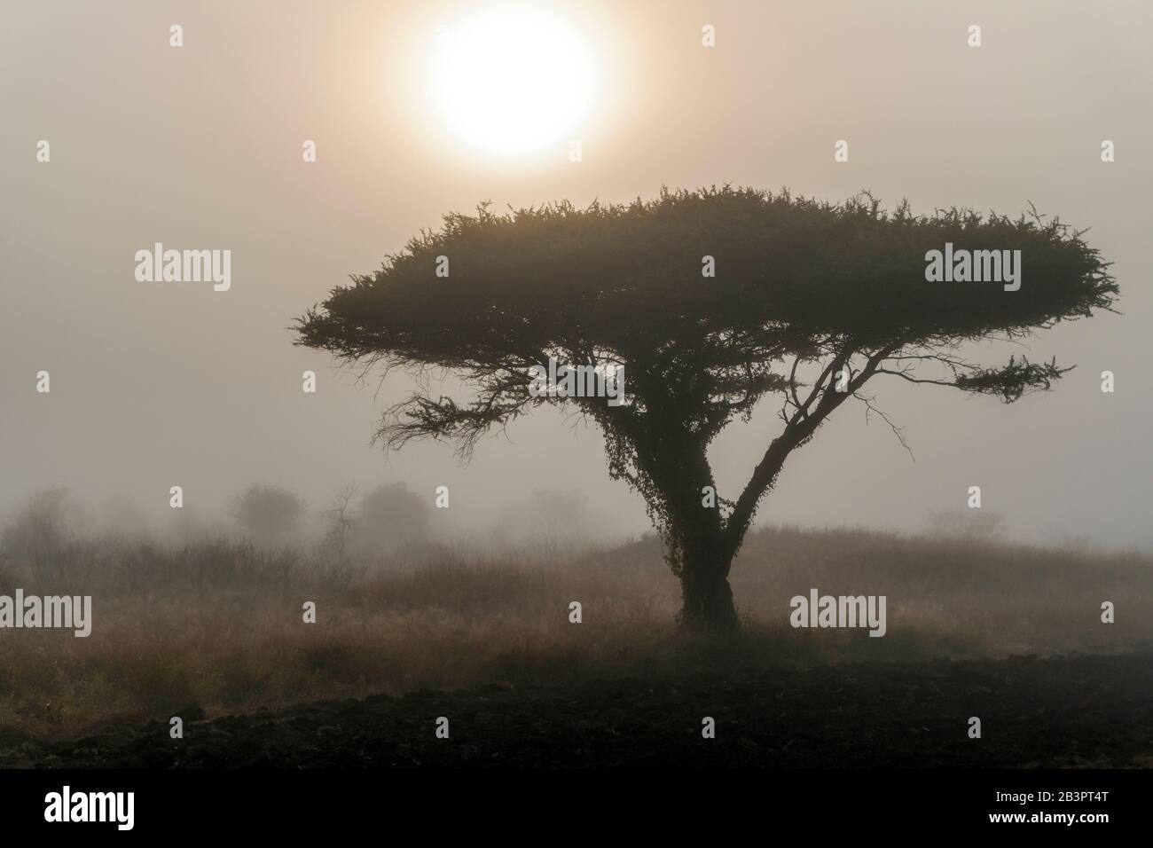 Un seul arbre en acacia au lever du soleil brumeux, sur le chemin du parc national Kruger Banque D'Images