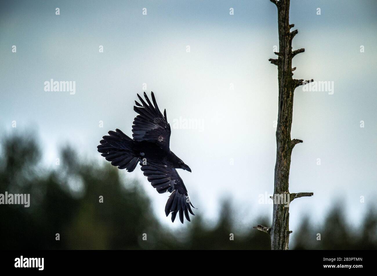 Silhouette d'un Raven volant contre le ciel. Banque D'Images