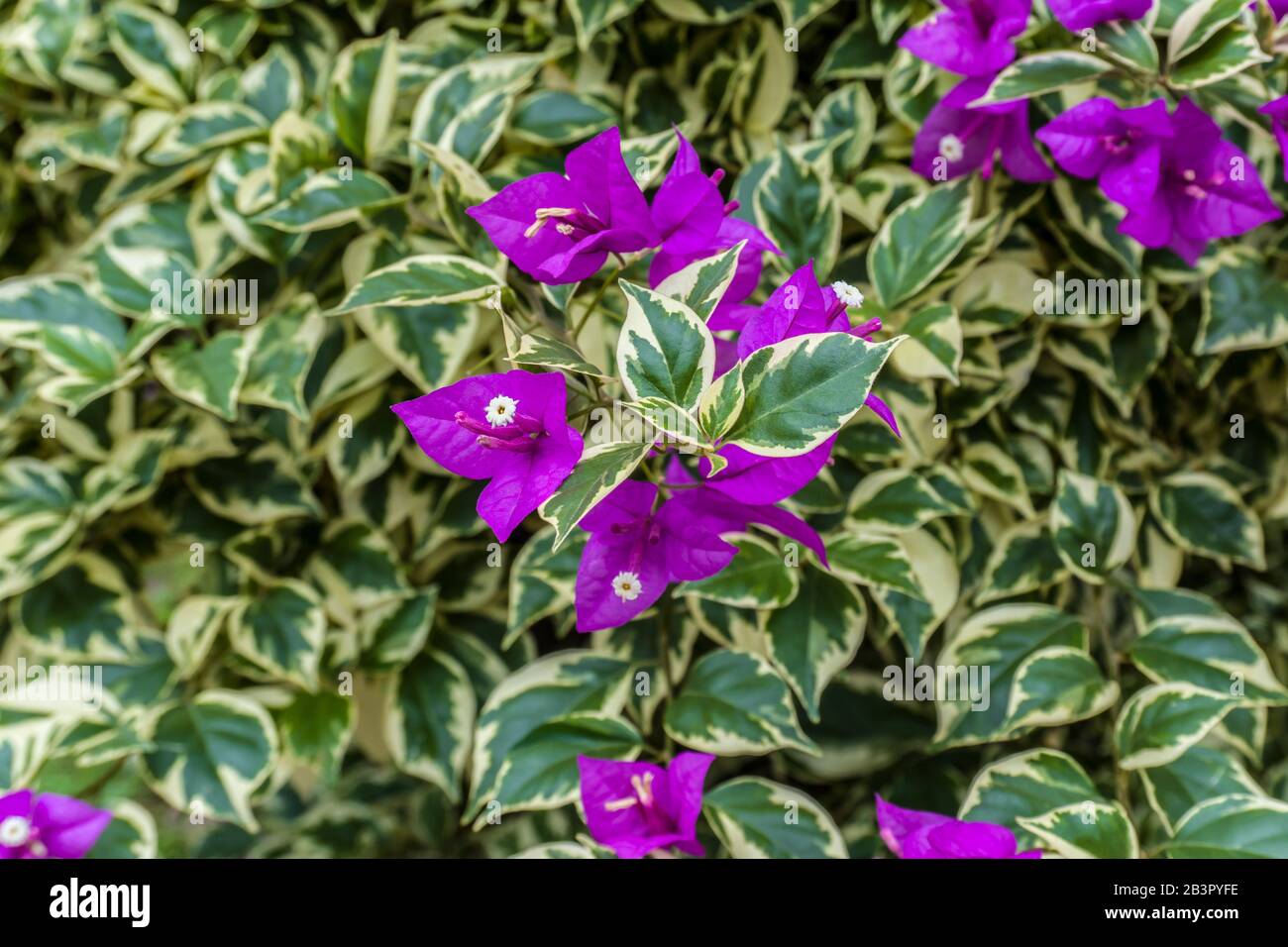 Fleur Violet Brillant Bougainvillea Comme Arrière-Plan Ou Texture, Gros Plan, Vue De L'Angle Supérieur Banque D'Images