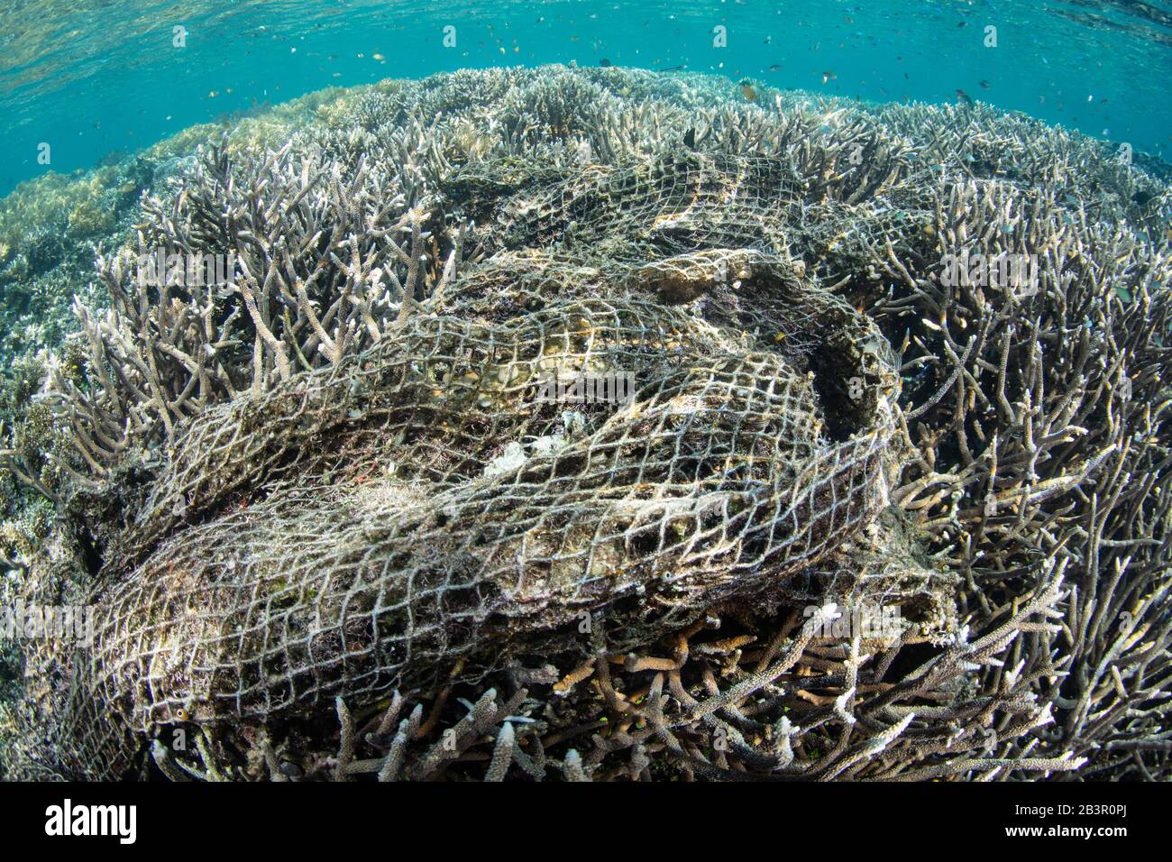 Un immense filet de pêche rejeté est devenu enchevêtré dans un récif de corail peu profond à Raja Ampat, Indonésie. Les filets fantômes reek beaucoup de dommages environnementaux. Banque D'Images