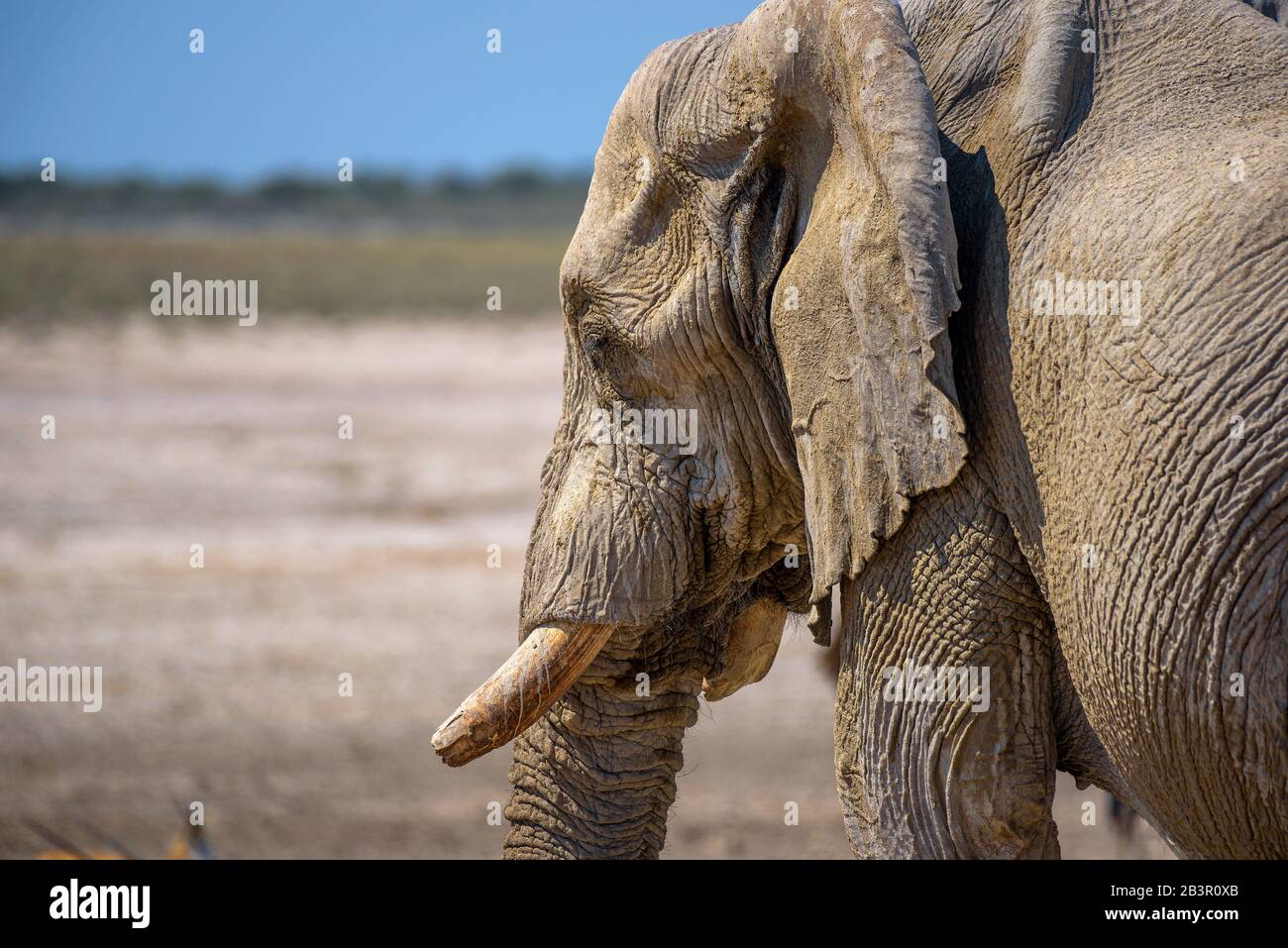 Gros plan d'un éléphant dans le parc national d'Etosha, Namibie Banque D'Images