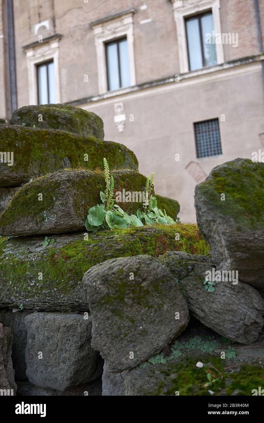 Les plantes umbilicus rupestris sur les ruines de Rome Banque D'Images