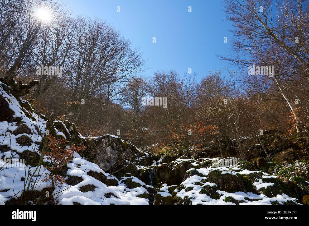 Paysage enneigé d'hiver avec des arbres de hêtre (Fagus sylvatica) dans une journée ensoleillée sur le sentier de randonnée PR.AS-15 (Valle del Lago, Soriedo Natural Park, Asturies, Espagne) Banque D'Images