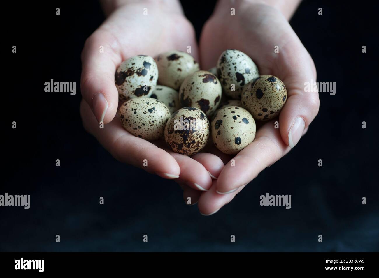 Les œufs de Quail entre les mains d'une femme Banque D'Images