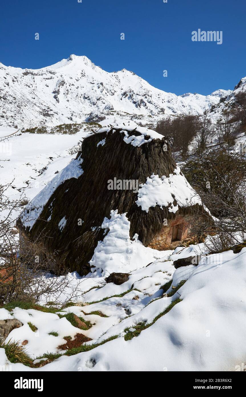 Une Teito, une maison traditionnelle en pierre avec toit de chaume, avec des montagnes enneigées au loin (Valle del Lago, Soriedo Natural Park, Asturies, Espagne) Banque D'Images