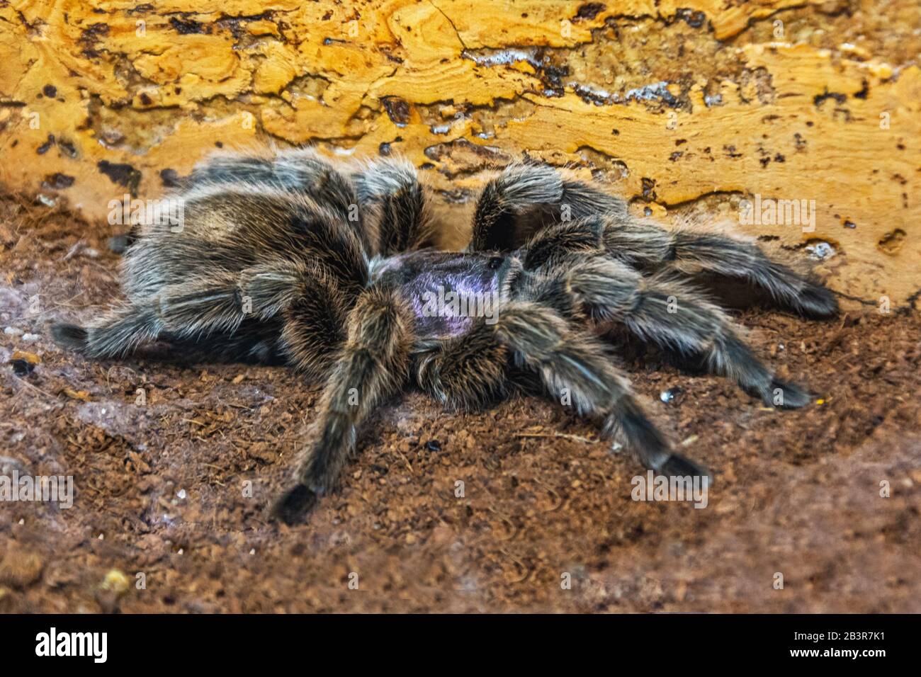 L'araignée terrantula de la terre d'Amérique du Sud Grammostola Aureostriata se trouve sur le terrain Banque D'Images