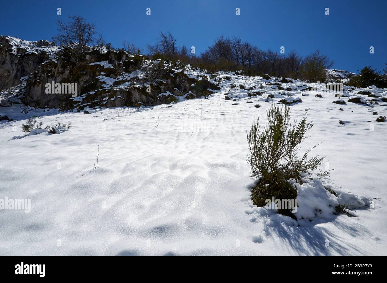 Paysage enneigé d'hiver avec flore couverte de neige immaculée en journée ensoleillée dans la randonnée PR.AS-15 (Valle del Lago, Soriedo Natural Park, Asturies, Espagne) Banque D'Images