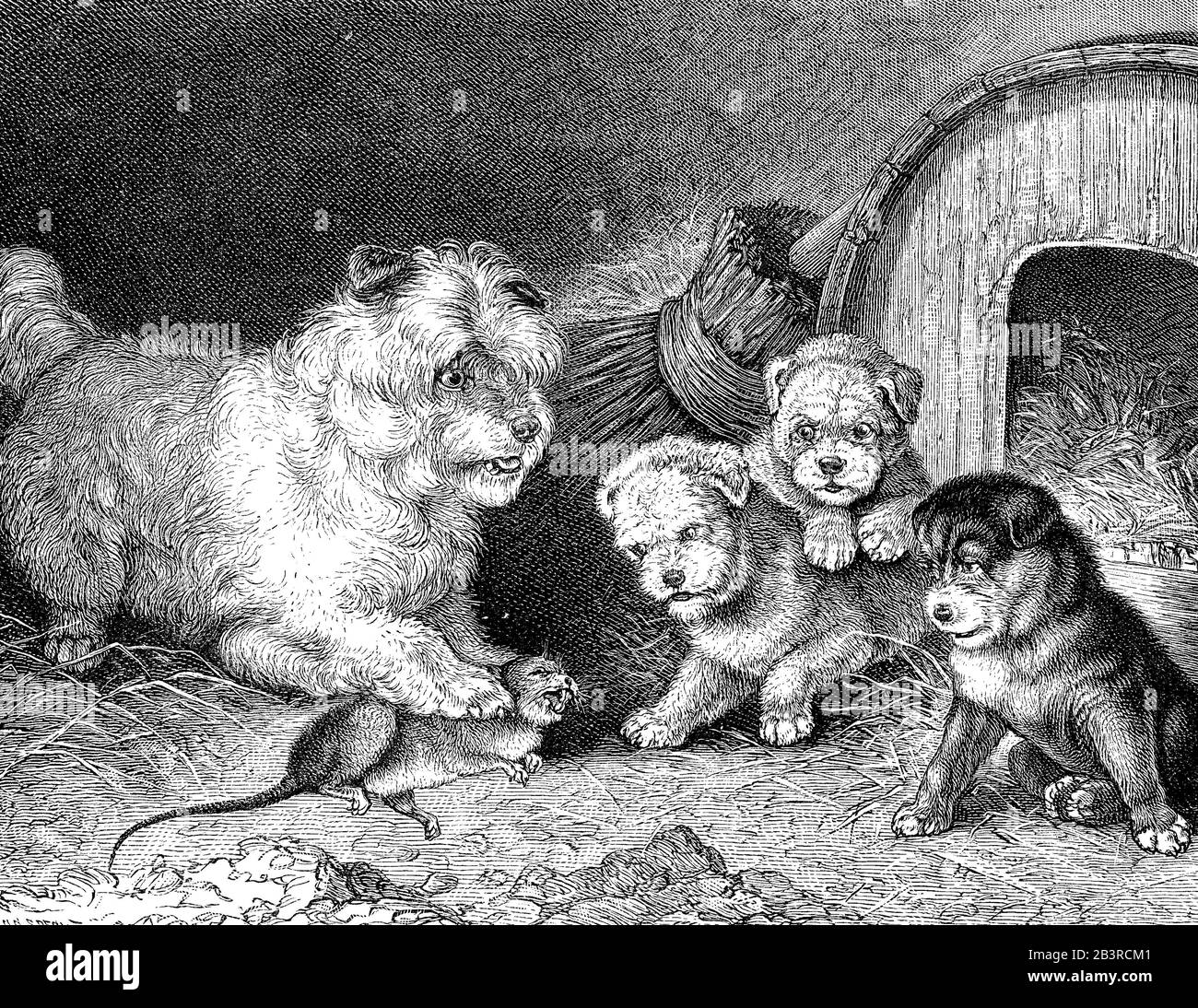 Éducation ou leçon de vie : le chien féminin capture un rat et le montre à ses cubes Banque D'Images