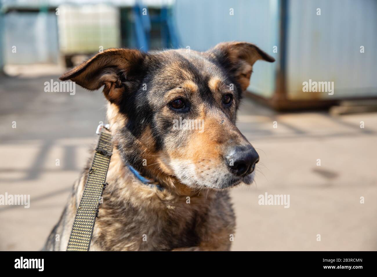 Cage avec les chiens en refuge pour animaux Banque D'Images