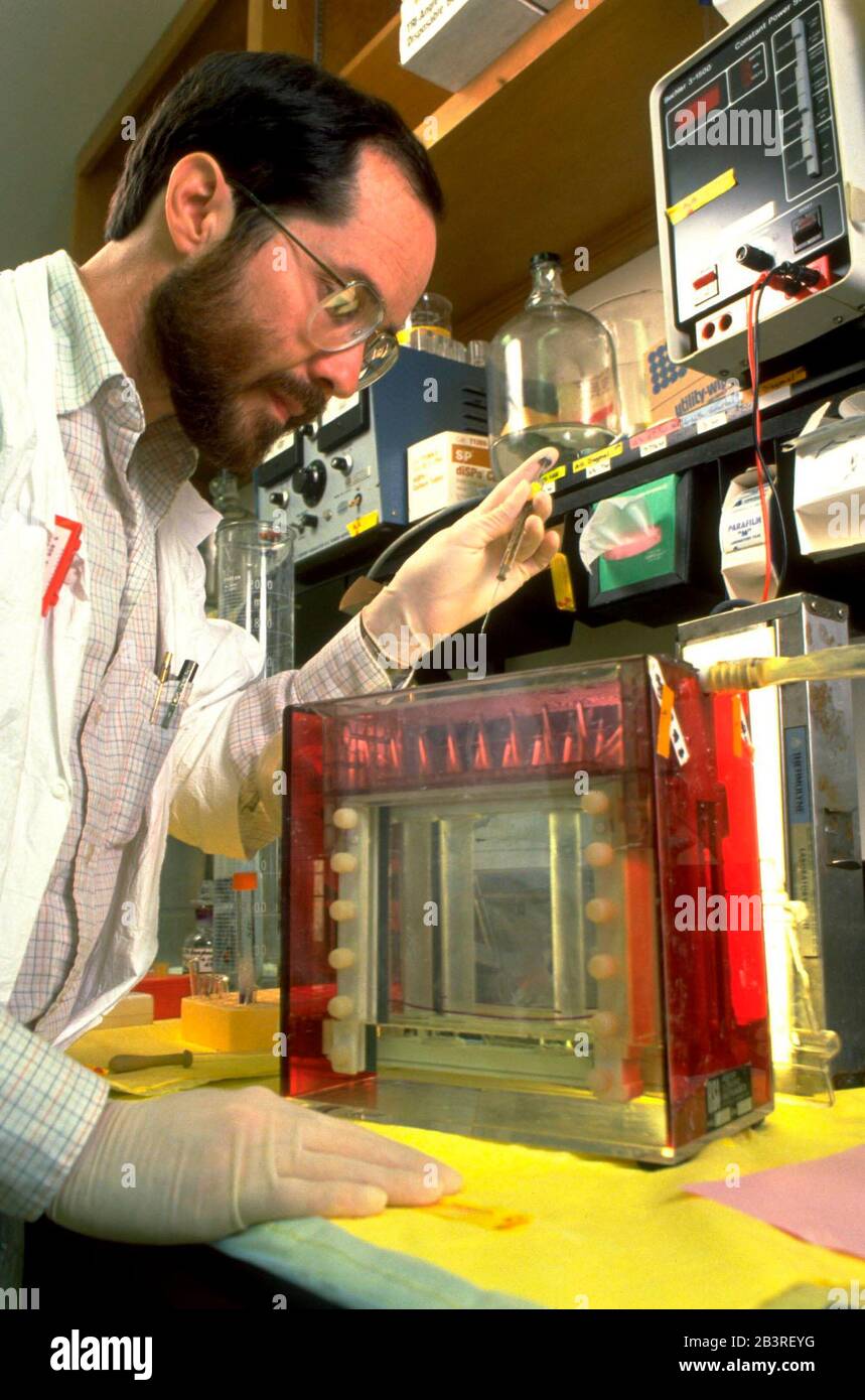 Austin, Texas USA: Généticien moléculaire travaillant dans son laboratoire à l'Université du Texas.©Bob Daemmrich Banque D'Images