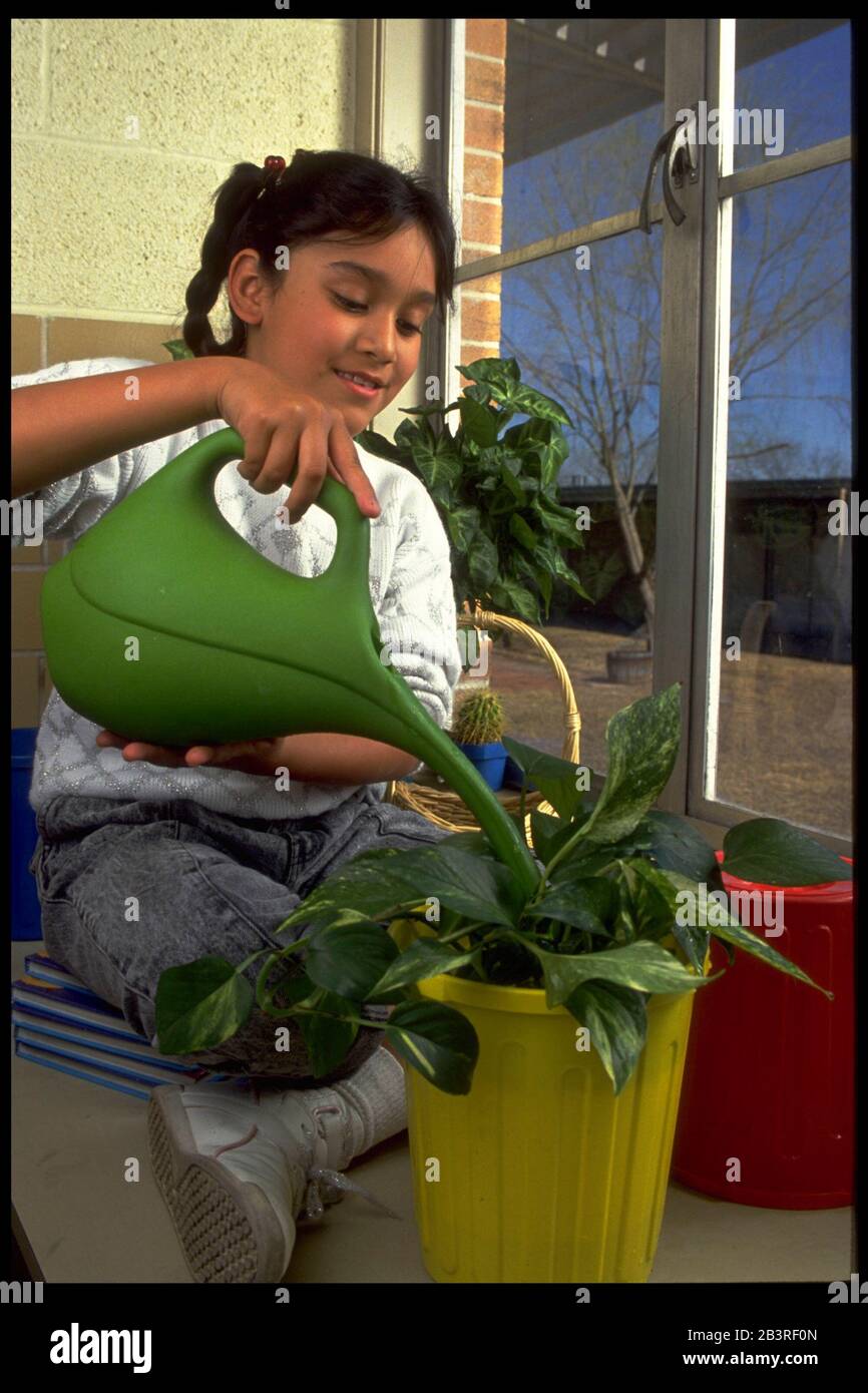 Austin Texas USA: Une étudiante hispanique de troisième classe utilise un arrosoir plastique pour arroser la plante dans sa salle de classe.©Bob Daemmrich Banque D'Images