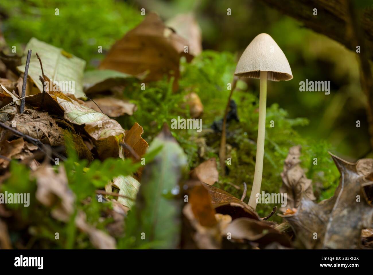 Un seul champignon Conical Brittlestem (Parasola conopilus), anciennement Psathyrella conopilus. Banque D'Images